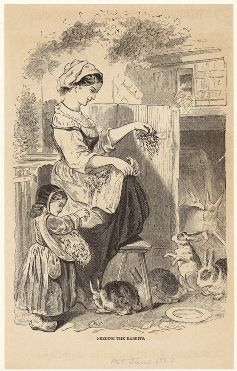 Feeding the rabbits