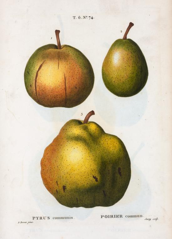 Pyrus communis = Poirier commun. [Three pears]
