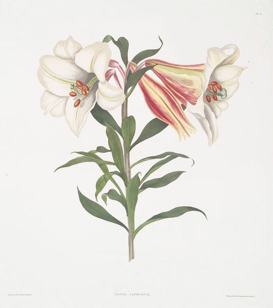 Lilium Japonicum.