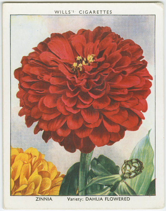 Zinnia.
