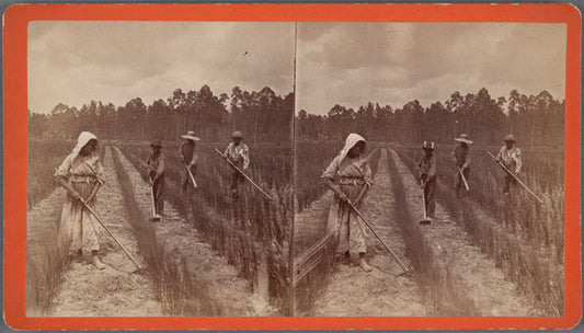 Hoeing rice.