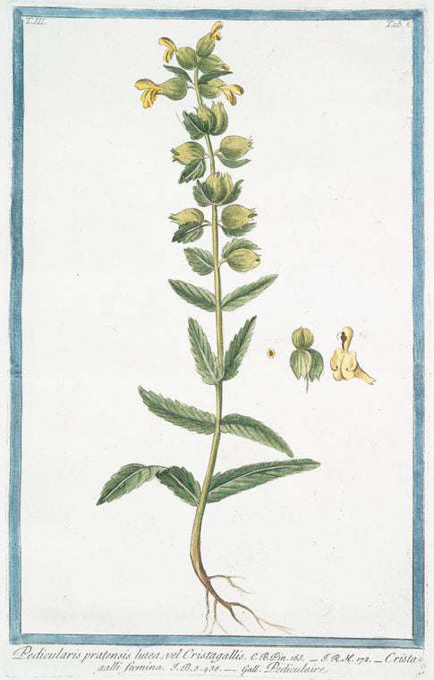 Pedicularis pratensis lutea, vel Cristagallis = Cristagalli foemina = Pediculaire. [Lousewort]