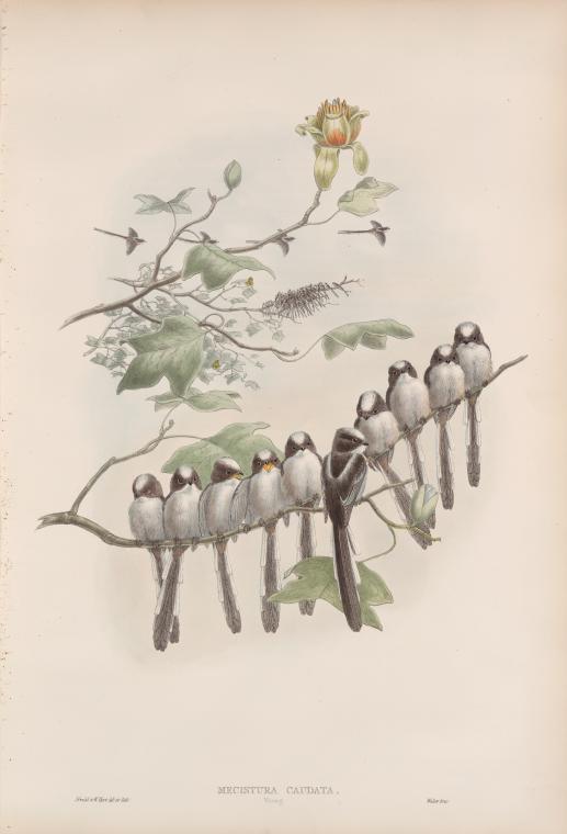 Mecistura  caudata. Young.  Long-tailed Tit.