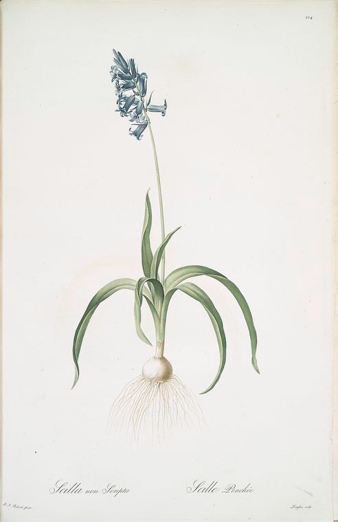 Scilla non scripta