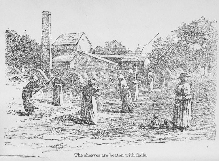 The sheaves are beaten with flails.