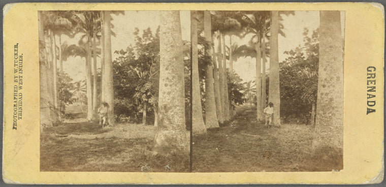 Palm Avenue leading to "Morne Jaloux," the former residence of the Hero of Grenada