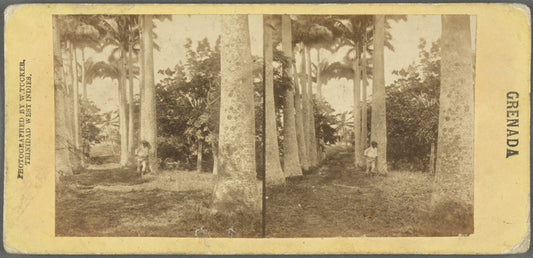 Palm Avenue leading to "Morne Jaloux," the former residence of the Hero of Grenada