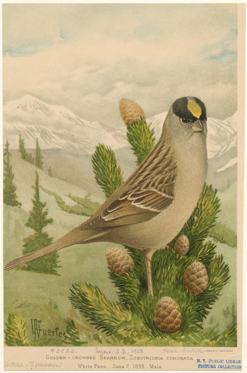 Golden-crowned sparrow, Zonotrichia coronata