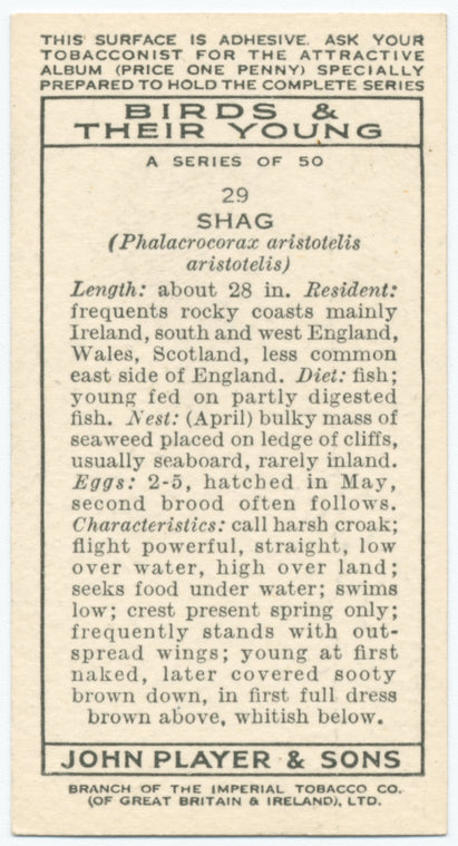 Shag (male & female).