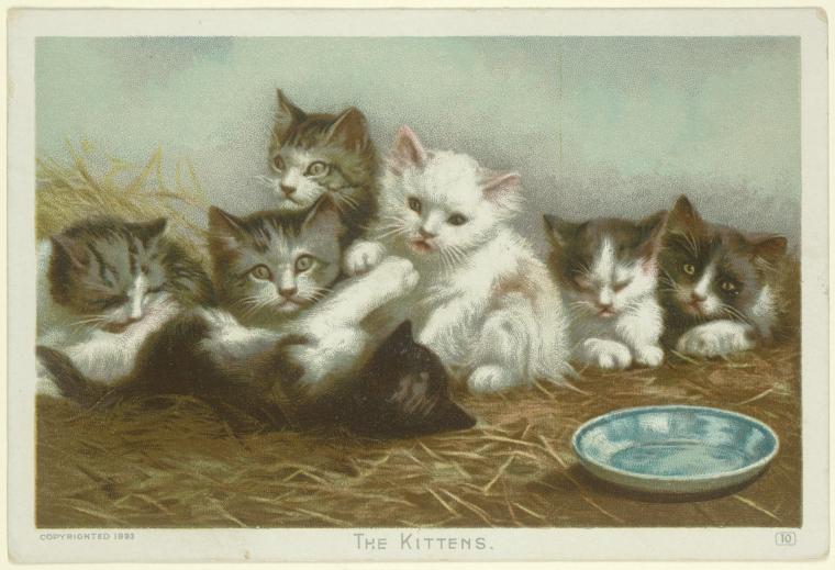 The Kittens