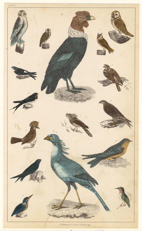 Birds
