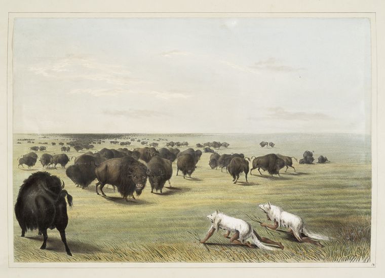 Buffalo hunt. Under the white wolf skin.