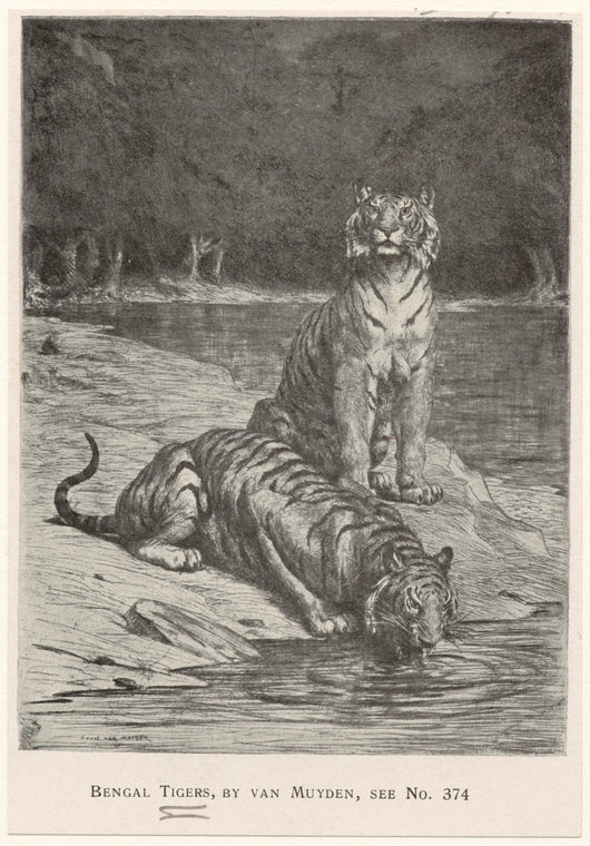 Bengal tigers