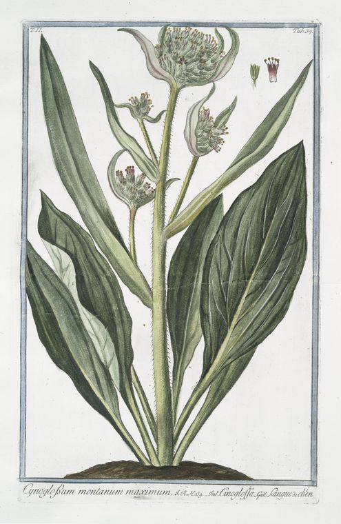 Cynoglossum montanum maximum = Cinoglassa + Langue de Chien. [Dog's or Hound's tongue]