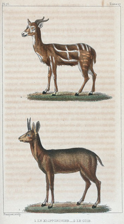 1. Le Klippsringer [Klipspringer]. 2. Le Guib.