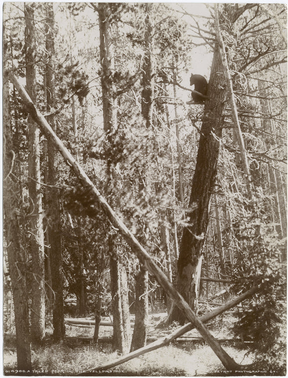 A treed bear in the Yellowstone.