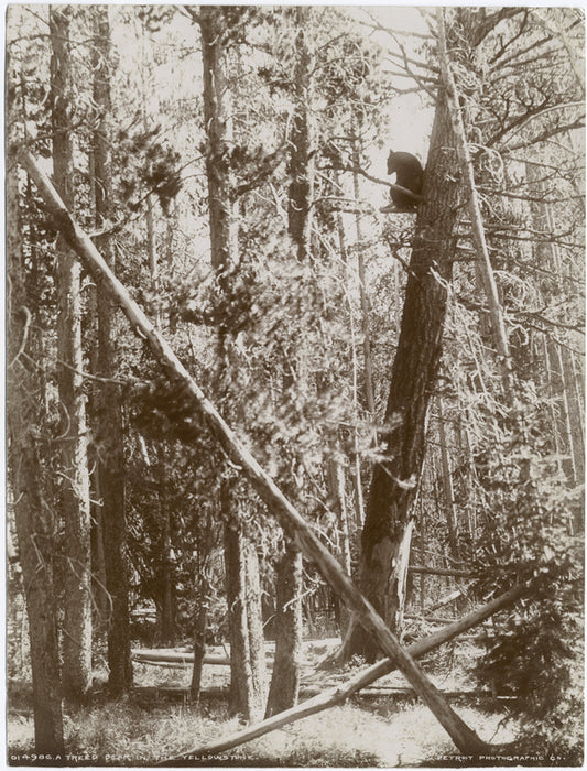 A treed bear in the Yellowstone.