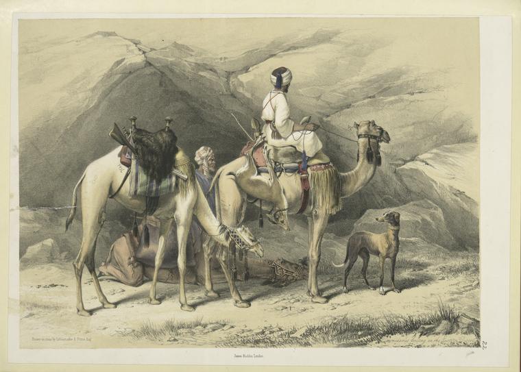 Dromedaries halting in the Eastern desert