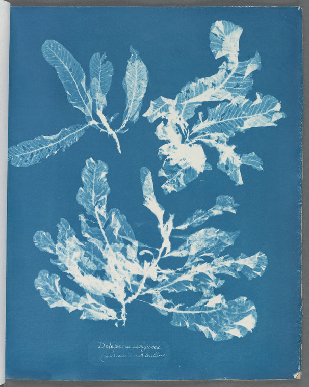 Delesseria sanguinea