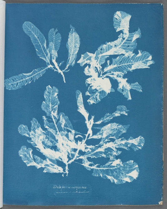 Delesseria sanguinea