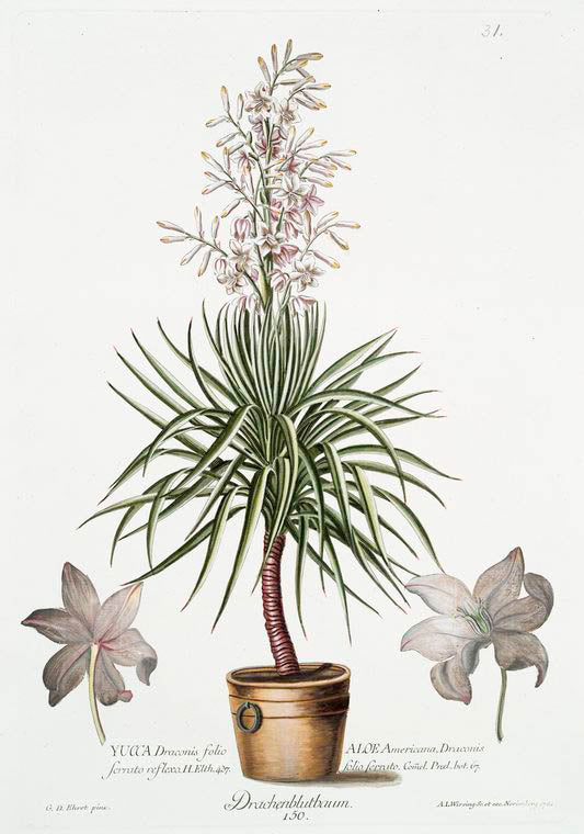 Drachenblutbaum = Yucca draconis = Aloe Americana. [American aloe]