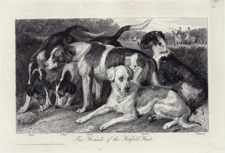 Fox hounds, of the Hatfield hunt : Ellinor, Cottager, Strider, Rachell, Adamant.