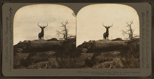Lordly monarch of western wilds, an actual snapshot of a wild elk, Montana, U.S.A.
