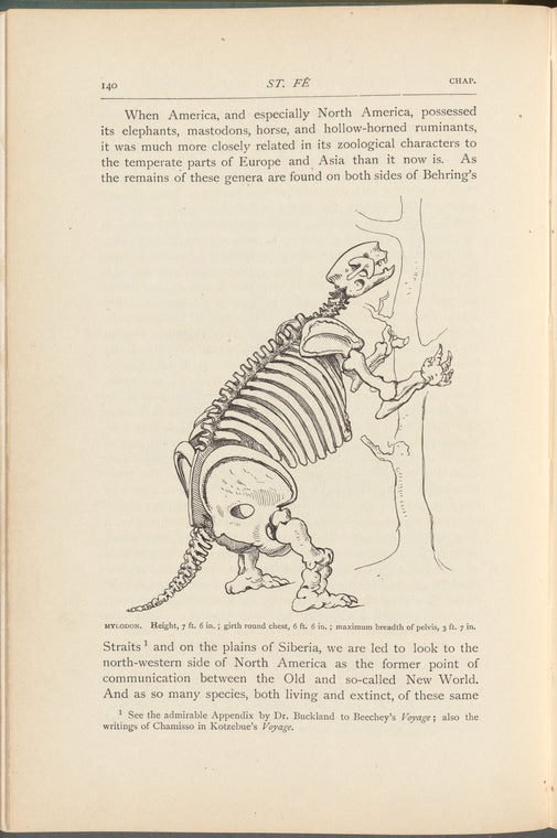 Mylodon. Height, 7 ft. 6 in.; girth round chest, 6 ft. 6 in.; maximum breadth of pelvis, 3 ft. 7 in.