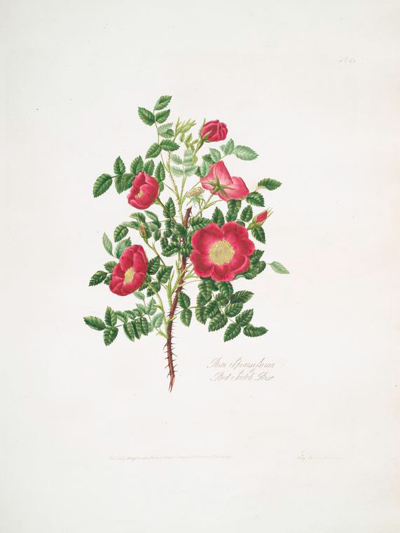 Rosa spinosissima