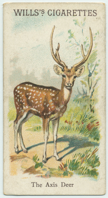 The Axis Deer.