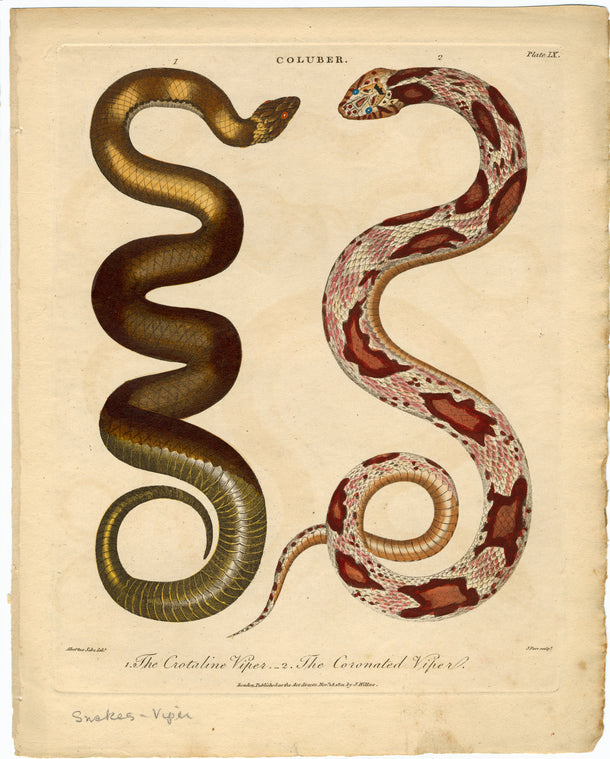 The crotaline viper ; The coronated viper