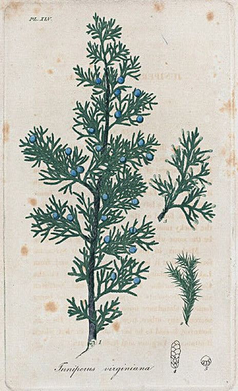 Juniperus Virginiana. (Red cedar).