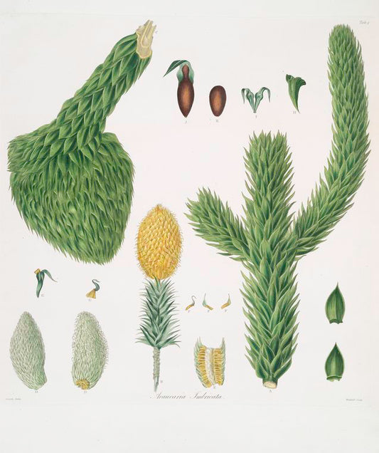 Araucaria imbricata = Chili pine