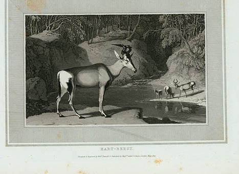 Hartebeest.