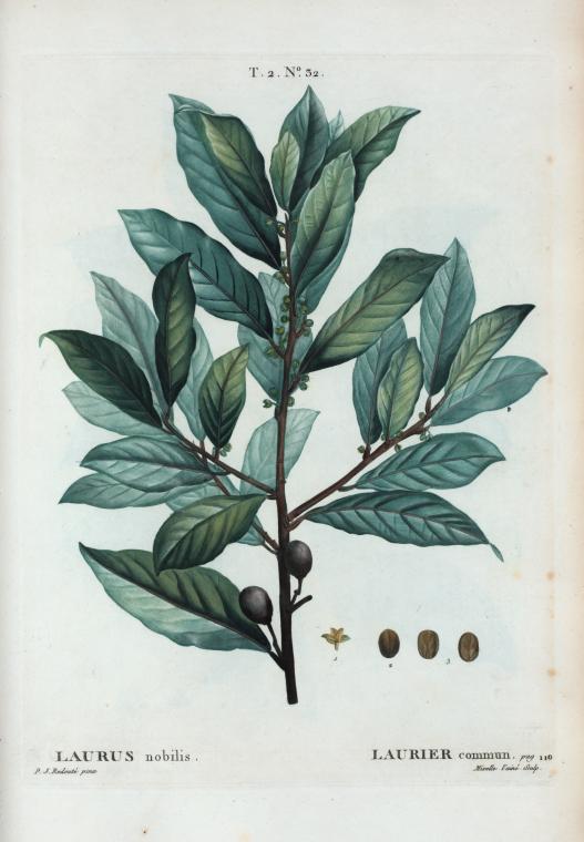Laurus nobilis = Laurier commun.