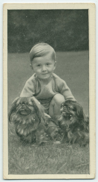 The Pekingese