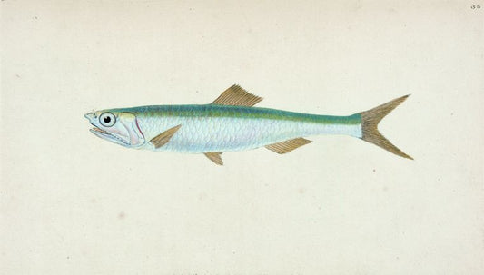 Anchovy, Clupea encrasicolus