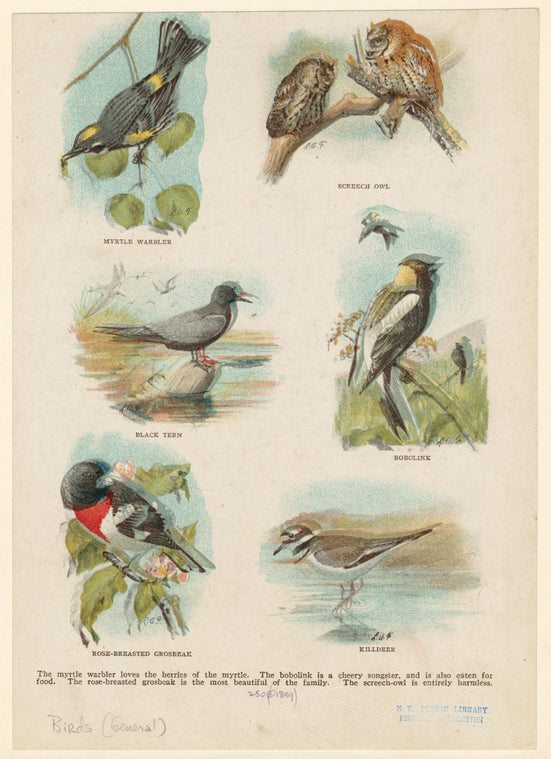 Myrtle warbler ; Screech owl ; Black tern ; Bobolink ; Rose-breasted grosbeak ; Killdeer