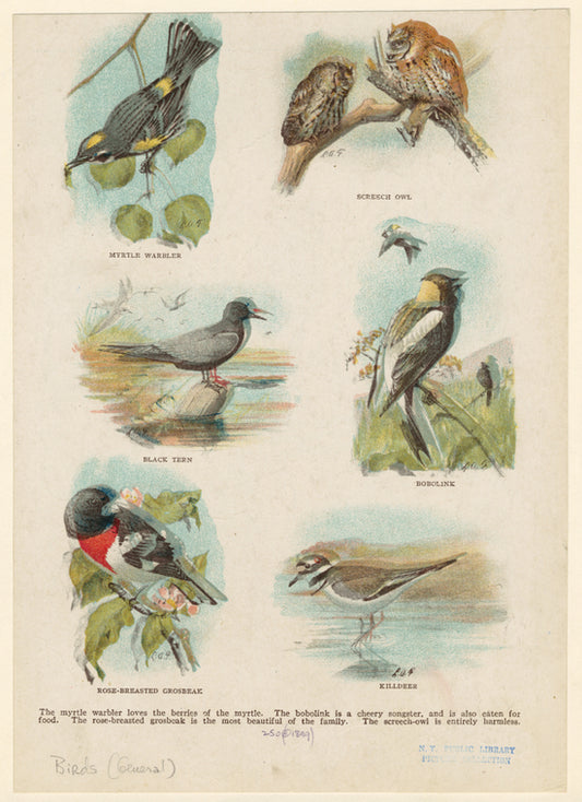Myrtle warbler ; Screech owl ; Black tern ; Bobolink ; Rose-breasted grosbeak ; Killdeer