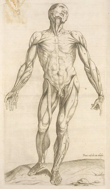 Prima musculorum tabula. [Shows human muscles]
