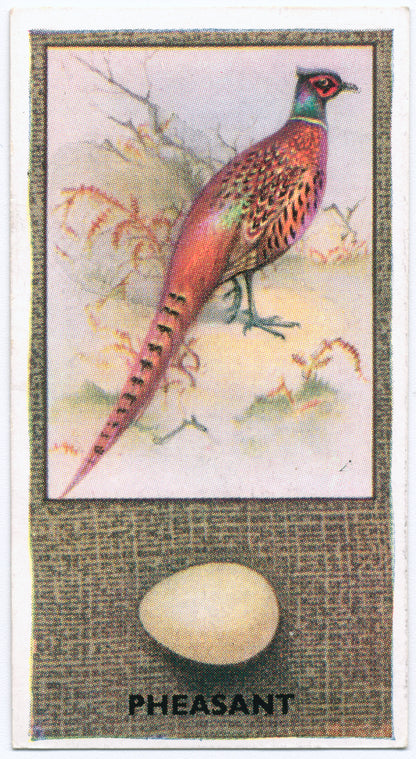 Pheasant.