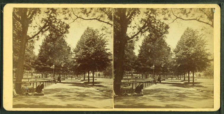 View of a tree-lined path in Boston Common.