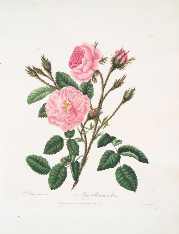 Rosa muscosa
