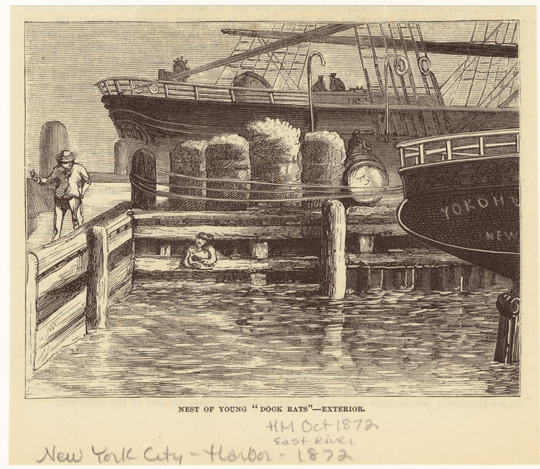 Nest of young "dock rats" -- exterior