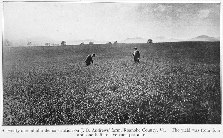 A twenty-acre alfalfa demonstration on J.B. Andrews' farm, Roanoke County, Va. The yield was from four and one half to five tons per acre.