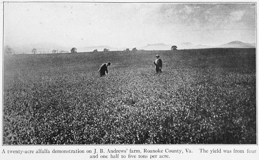 A twenty-acre alfalfa demonstration on J.B. Andrews' farm, Roanoke County, Va. The yield was from four and one half to five tons per acre.