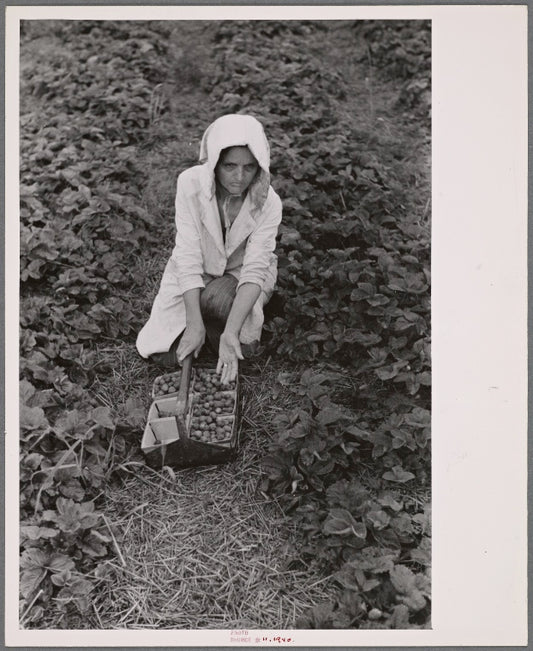 Migrant strawberry picker, Berrien County, Michigan.