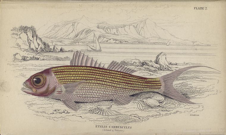 Etelis carbunculus (Island of Vulcano).