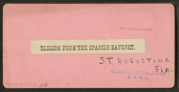 Blossom from the Spanish bayonet. St. Augustine, Florida.