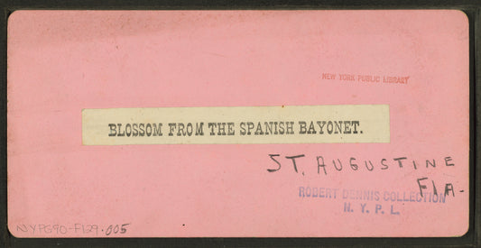 Blossom from the Spanish bayonet. St. Augustine, Florida.